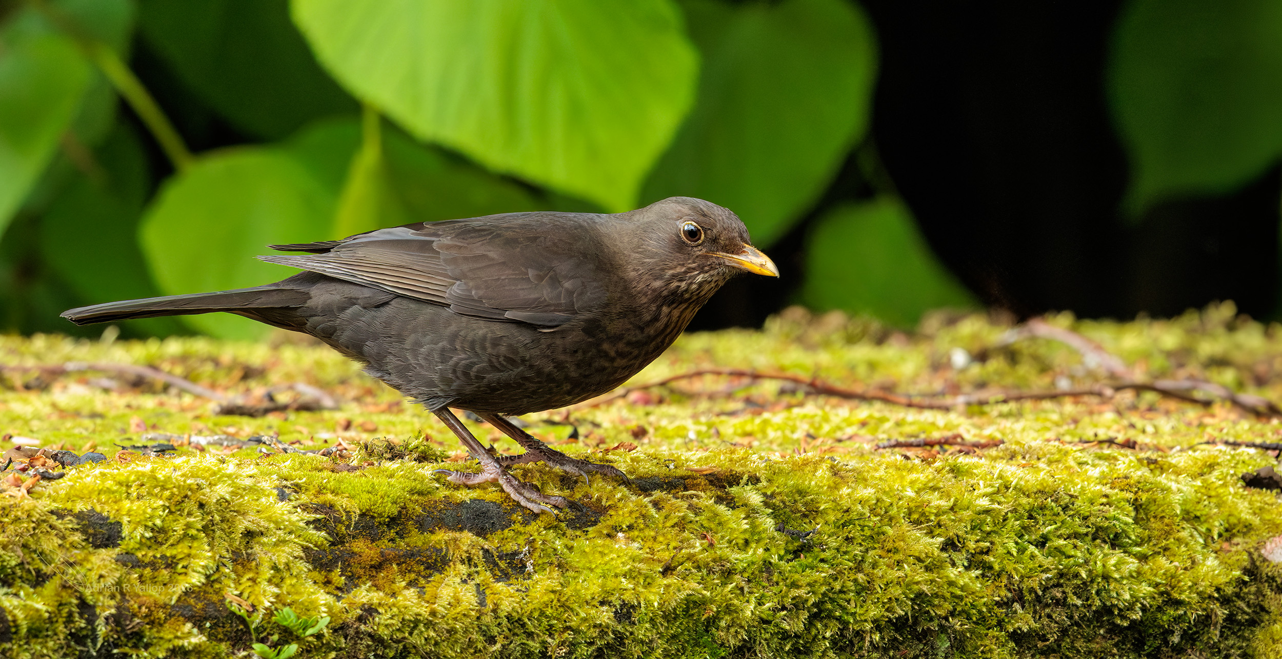 Turdus merula Blackbird attention 